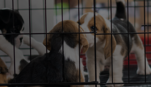 Charleston Animal Society Text Marketing